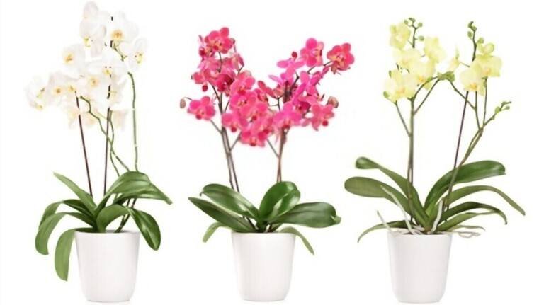 best pots for cymbidium orchids