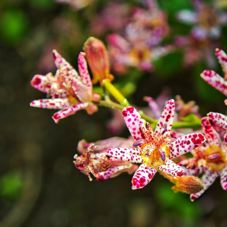 flowers-for-mixed-pots-at-opal-mach-blog