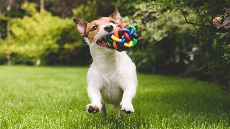 9 Best Outdoor Toys For Dogs Jan 2024 Reviews Buying Guide   Best Outdoor Toys For Dogs 768x432 