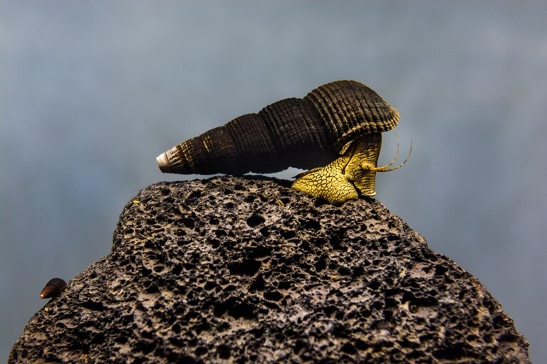 Best Freshwater Snails For Aquarium