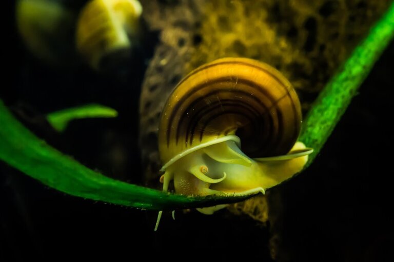 Best Freshwater Snails For Aquarium