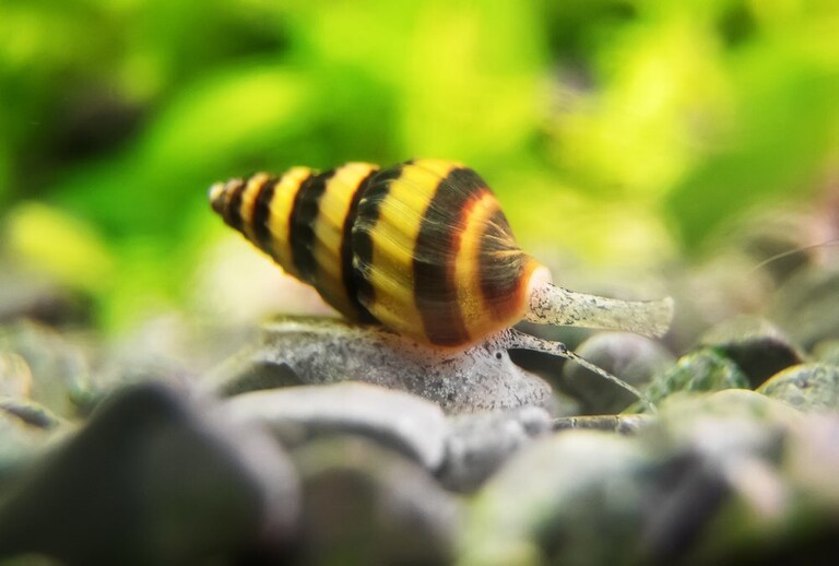 Best Freshwater Snails For Aquarium